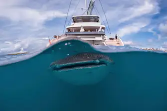 Stern to Whale Shark - CJ Coetzee, 2022 entrant