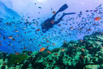 Fancy snorkelling on Christmas day? 