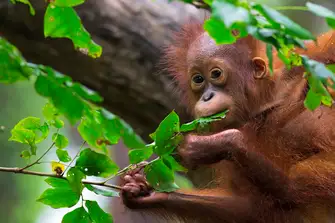 Many sanctuaries in Indonesia care for sun bears alongside orphaned orangutans 