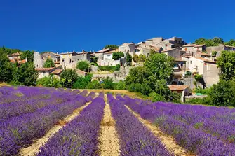 Fragrant fields of lavender in Céreste, Alpes-de-Haute-Provence