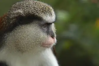 Look out for the Mona monkeys on your rainforest trek