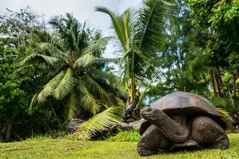 Visit the giant tortoises at Curieuse Marine National Park 