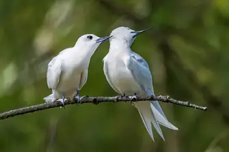 Keep an eye out for Gygis Alba as you explore Cousin Island