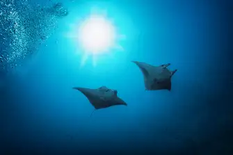 Plan your yacht charter between September and May and get the chance to swim with the manta ray
