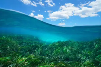Invest in conservation projects to improve the health of our oceans