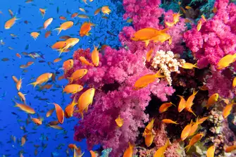 The use of DPS allows yachts to 'anchor' virtually over seagrass and marine life without disturbance